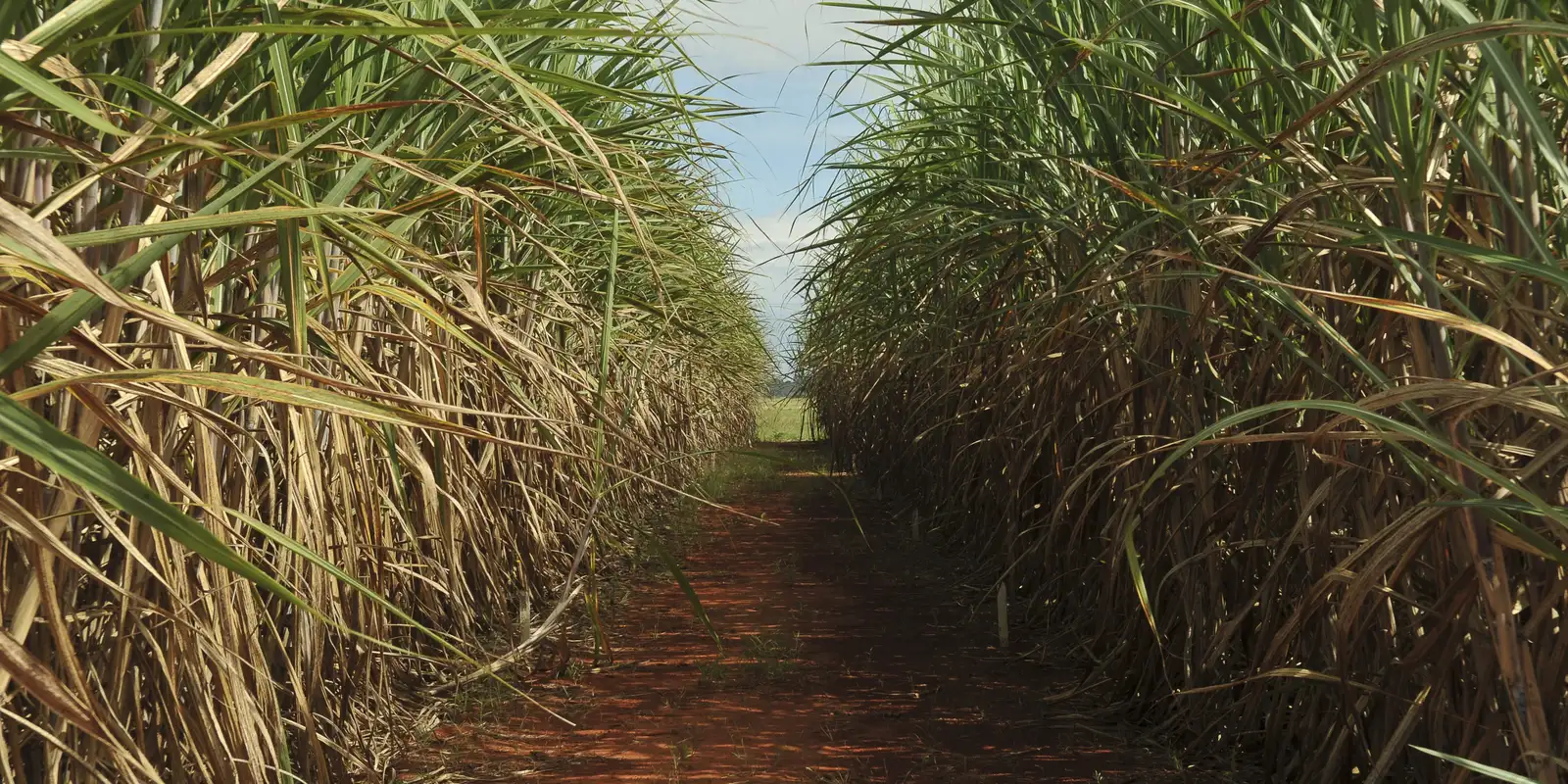 No momento, você está visualizando Seca extrema derruba produtividade de cana e usinas antecipam colheita