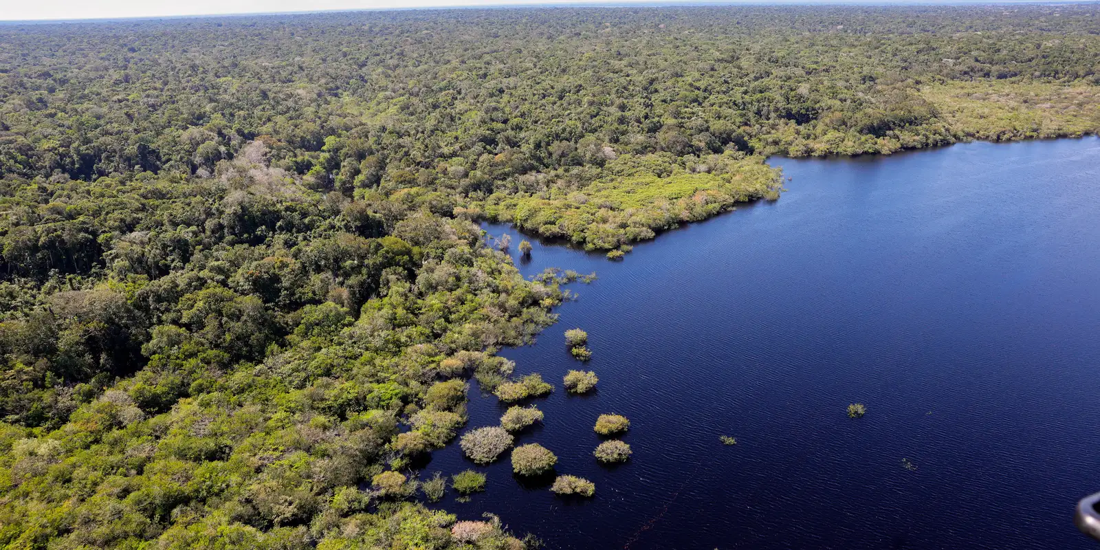 No momento, você está visualizando Petrobras e BNDES fazem parceria para restauração na Amazônia