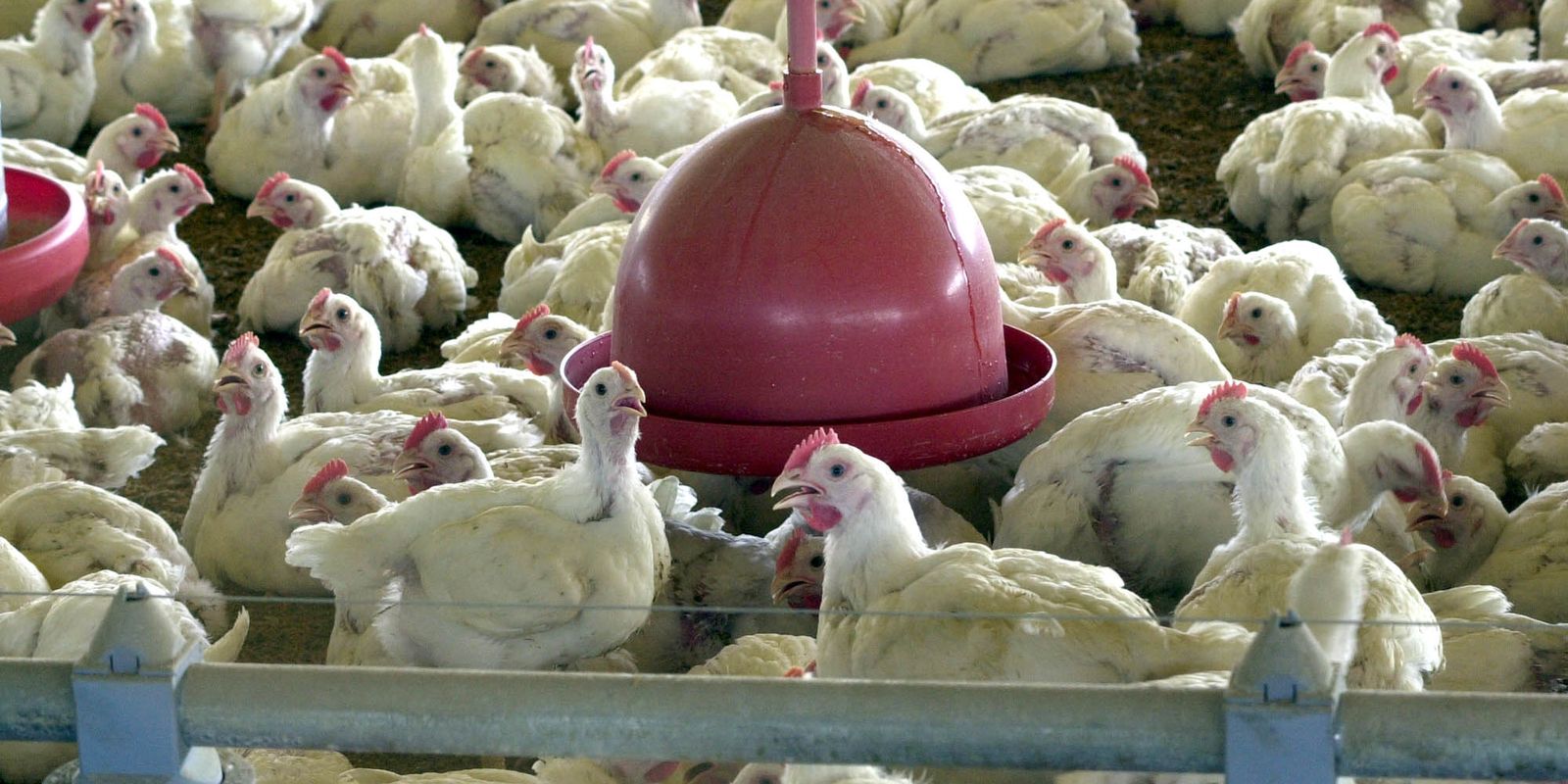 No momento, você está visualizando Agricultura confirma caso de gripe aviária em município do RS