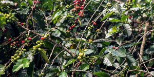 Leia mais sobre o artigo Safra de café deve crescer 2,7% e chegar a 56 milhões de sacas em 2025