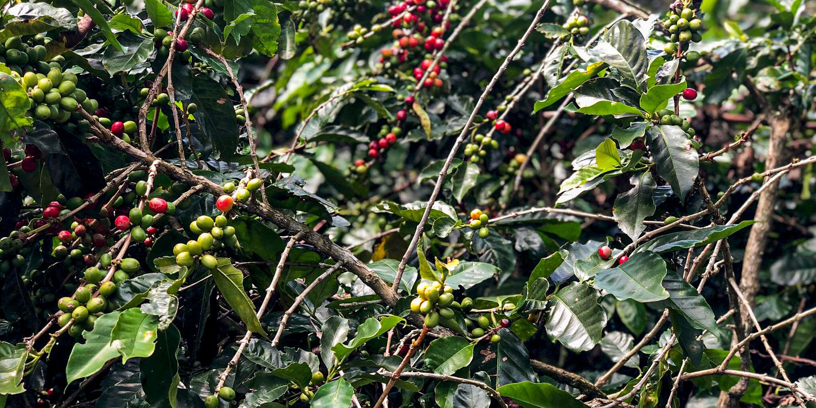 No momento, você está visualizando Safra de café deve crescer 2,7% e chegar a 56 milhões de sacas em 2025