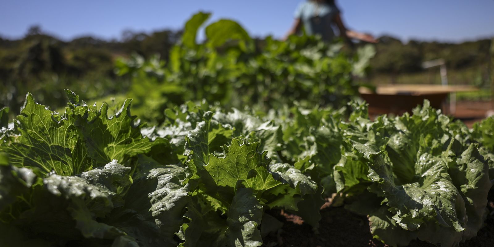 No momento, você está visualizando Parceria destina R$ 299 milhões para agricultura familiar na Bahia