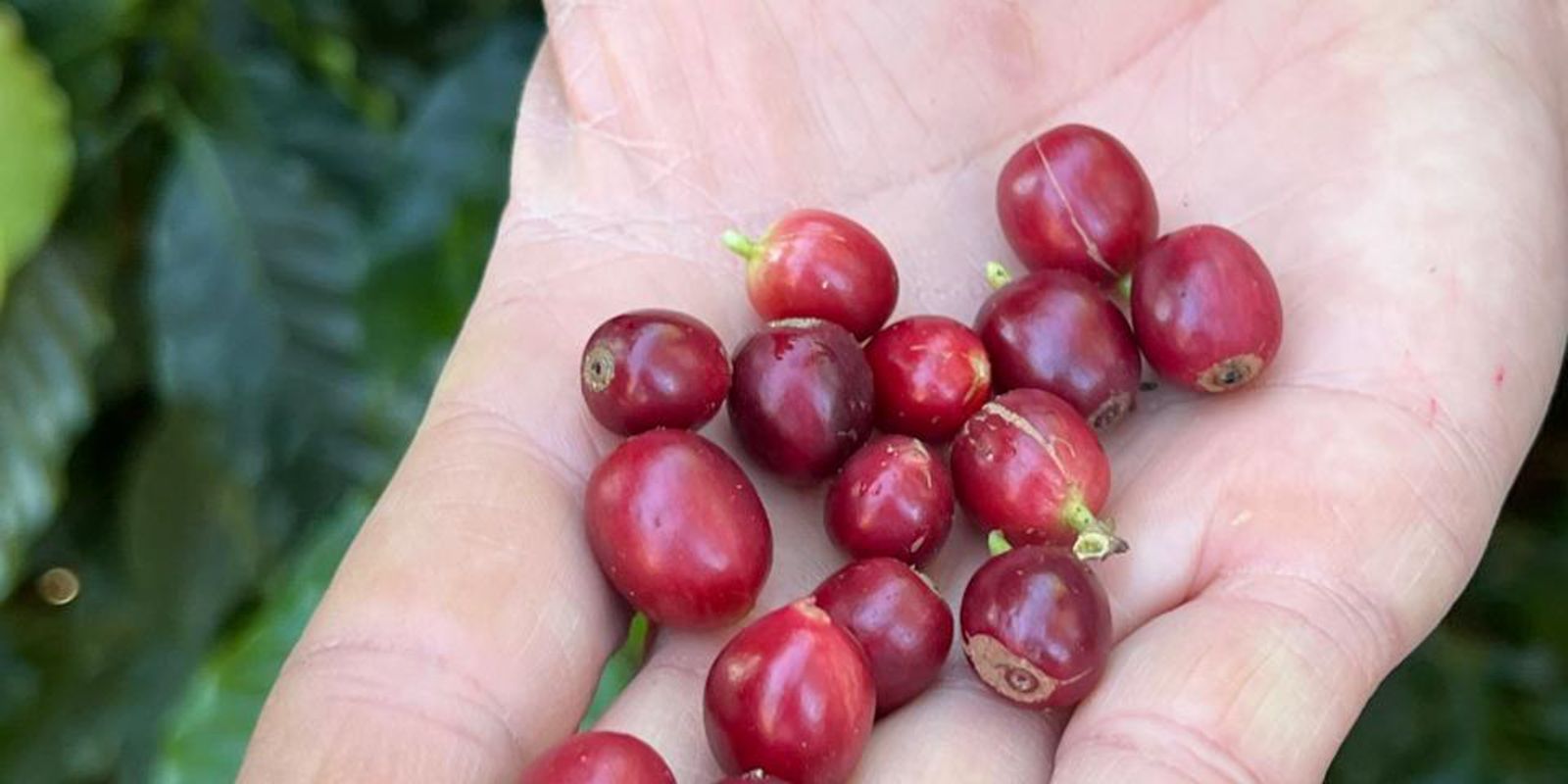 No momento, você está visualizando China habilita 183 empresas brasileiras a exportar café para o país